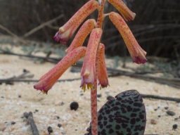Lachenalia punctata spotted flowers